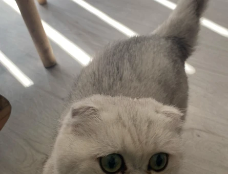 Scottish Fold Kızım Eş Arıyor - 118975116