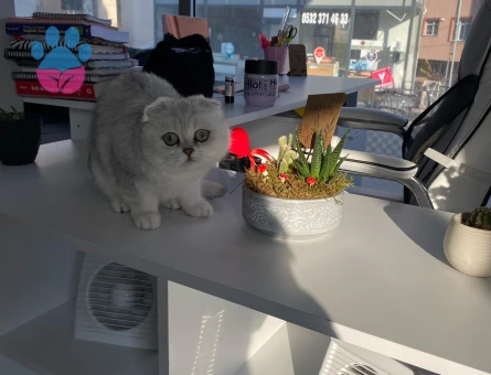 Scottish Fold Kızım Eş Arıyor