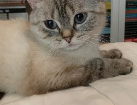 British Shorthair 2 Yaşında Kedim Eş Arıyor - 118975117