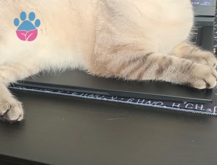 British Shorthair 2 Yaşında Kedim Eş Arıyor