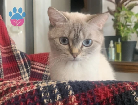 British Shorthair 2 Yaşında Kedim Eş Arıyor