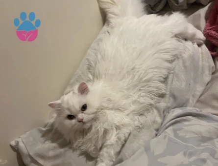 British Longhair 12 Aylık Kedim Eş Arıyor