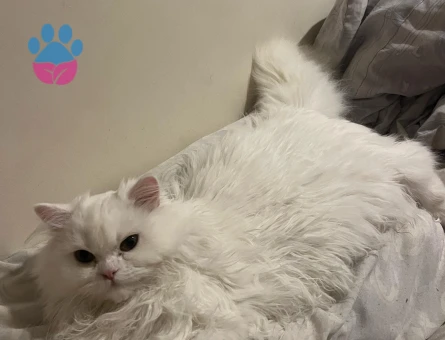 British Longhair 12 Aylık Kedim Eş Arıyor