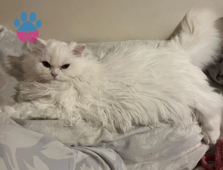 British Longhair 12 Aylık Kedim Eş Arıyor