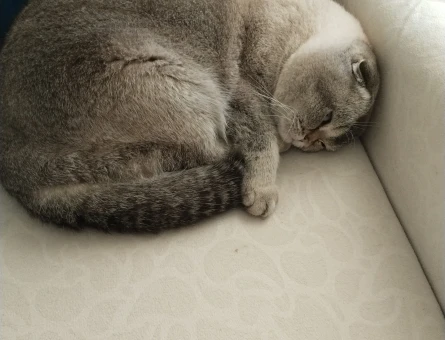 Scottish Fold 1 Yaşında Kedim Eş Arıyor - 118975119