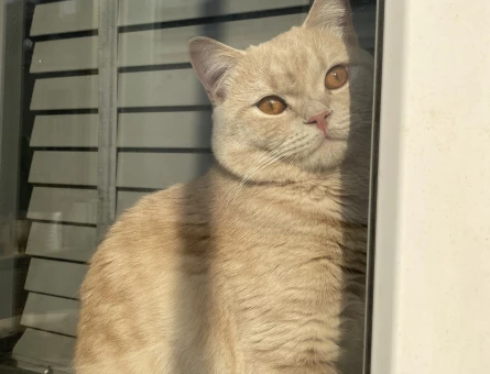 British Shorthair 1 Yaşında Oğlum Eş Arıyor - 118975120