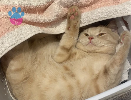 British Shorthair 1 Yaşında Oğlum Eş Arıyor