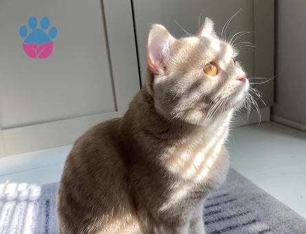 British Shorthair 1 Yaşında Oğlum Eş Arıyor