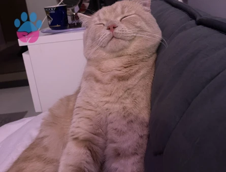 British Shorthair 1 Yaşında Oğlum Eş Arıyor