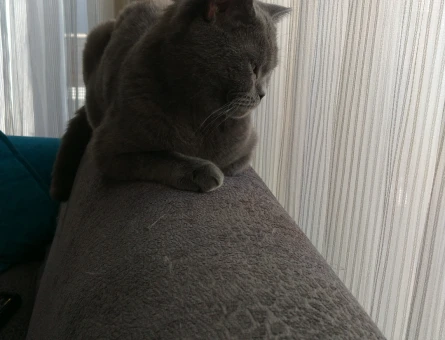 British Shorthair Kızımıza Eş Arıyoruz - 118975121