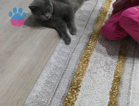 British Shorthair Kızımıza Eş Arıyoruz