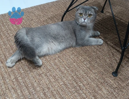 Scottish Fold 11 Aylık Kızım Eş Arıyoruz
