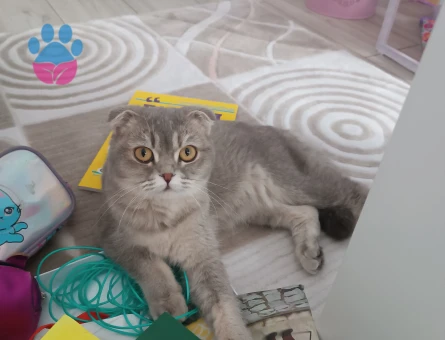 Scottish Fold 11 Aylık Kızım Eş Arıyoruz