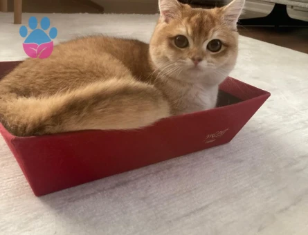 Oğlumuz Badem'e british golden eş arıyoruz...