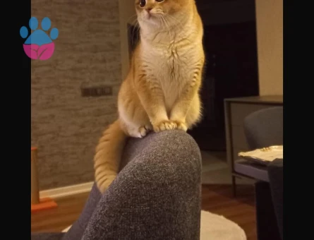 Oğlumuz Badem'e british golden eş arıyoruz...