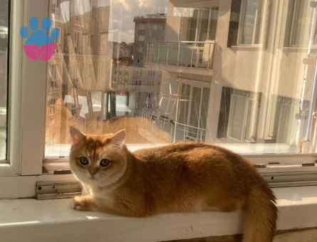 Oğlumuz Badem'e british golden eş arıyoruz...