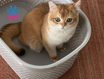 Oğlumuz Badem'e british golden eş arıyoruz...