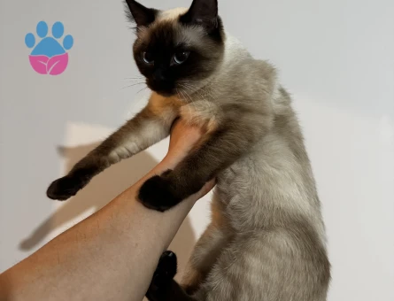 Siyam cinsi dişi lattemize eş arıyoruz