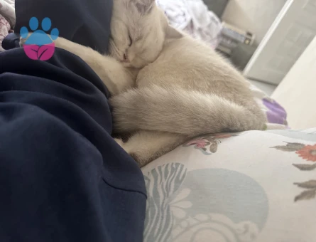 BRİTİSH SHORTHAİR 1 yaşında ERKEK KEDİME EŞ ARIYORUM