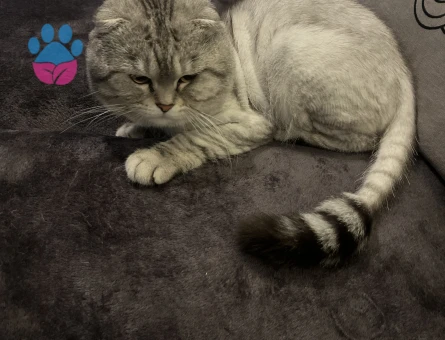 Scottish Fold Kedime Dişi Eş Arıyorum