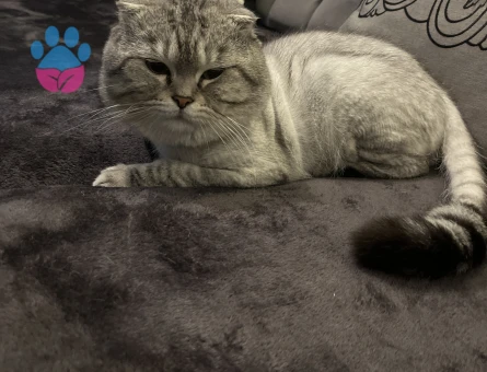 Scottish Fold Kedime Dişi Eş Arıyorum
