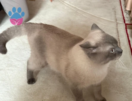 British shortair erkek kendime eş aramaktayım