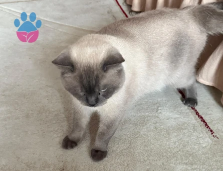 British shortair erkek kendime eş aramaktayım