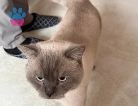 British shortair erkek kendime eş aramaktayım