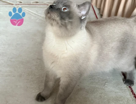 British shortair erkek kendime eş aramaktayım