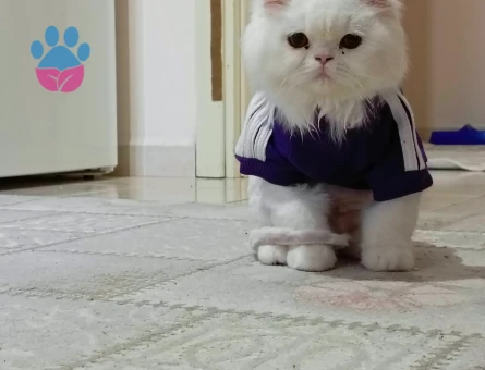 British longhair Kedim Eş Arıyor