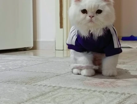 British longhair Kedim Eş Arıyor - 118982617