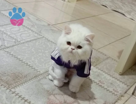 British longhair Kedim Eş Arıyor