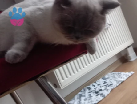 British Shorthair Lola Eş Arıyor