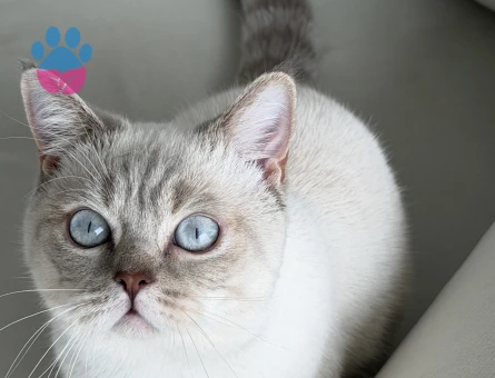 British Shorthair 1 Yaşında Eş Arıyor