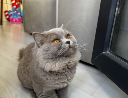 British Longhair Erkek Kedime Eş Arıyorum