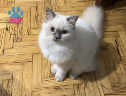 British Longhair Bluepoint