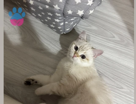 8 aylık erkek British shorthair