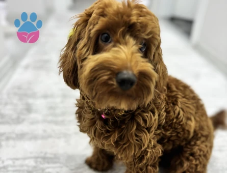 Maltipo, poddle, maltese çiftleşebilir