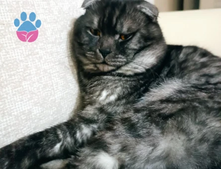 Kedimize eş arıyoruz acil