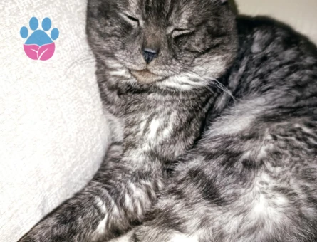 Kedimize eş arıyoruz acil