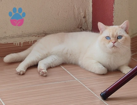 Erkek British Shoartair oğlumuza dişi arıyoruz