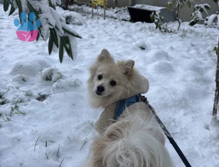 Pomeranian Erkek Köpeğime Eş Arıyorum