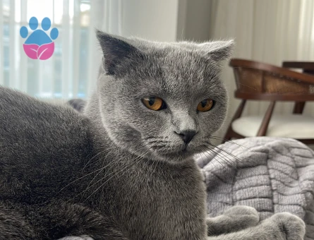 Scottish Fold Kızgınlık Döneminde Acil