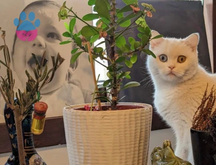 Scottish Luna 2 Yaşında Eş Arıyor