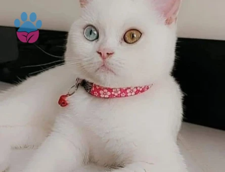 Scottish Luna 2 Yaşında Eş Arıyor