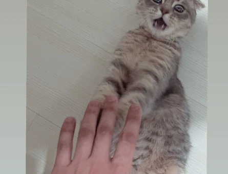 scottish shorthair Fadik Eş Arıyor - 118964469