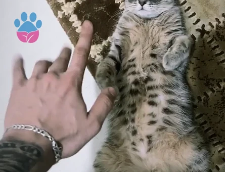 scottish shorthair Fadik Eş Arıyor