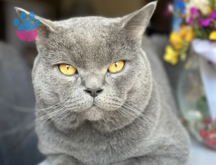 British Shorthair 1 Yaşında Kedim Eş Arıyor