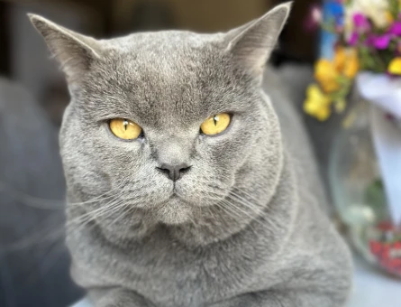British Shorthair 3 Yaşında Kedim Eş Arıyor - 118964470