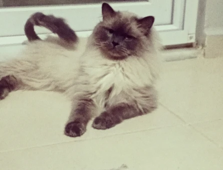 British Shorthair 1 Yaşında Oğlum Eş Arıyor - 118964471